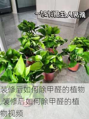 装修后如何除甲醛的植物,装修后如何除甲醛的植物视频